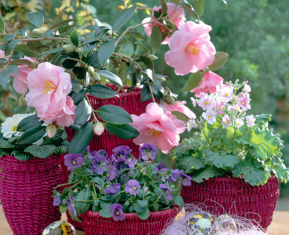 Baskets with Camellia 'Donation', Viola (pansy), Primula chinensis