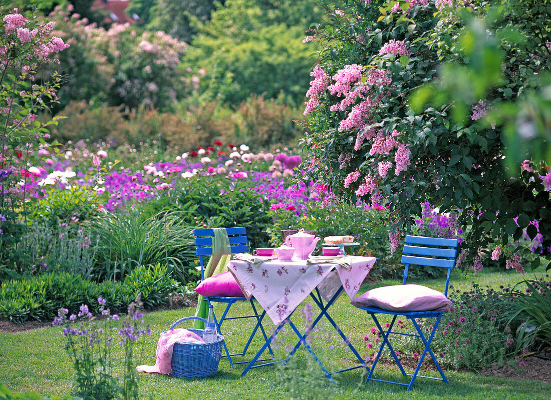 Coffee table in the garden next to Syringa reflexa (nodding lilac)