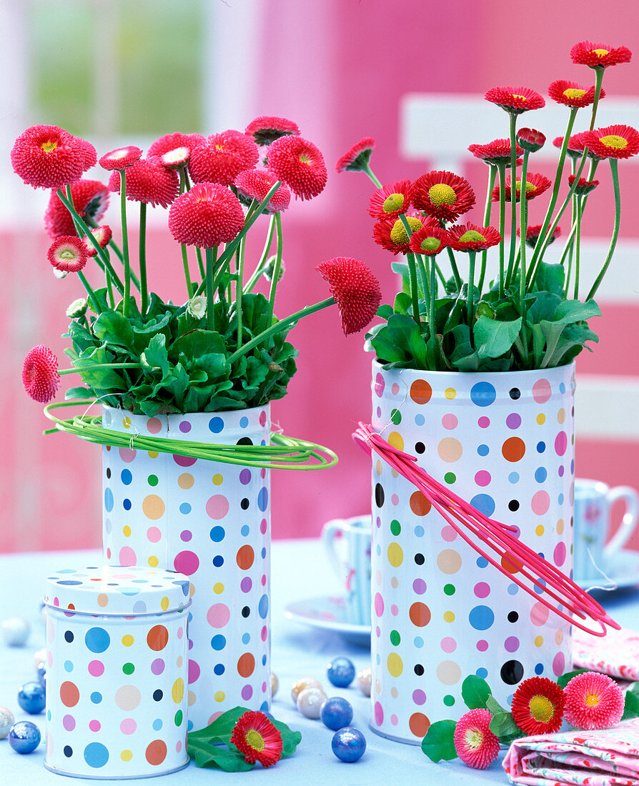 Bellis (daisies)