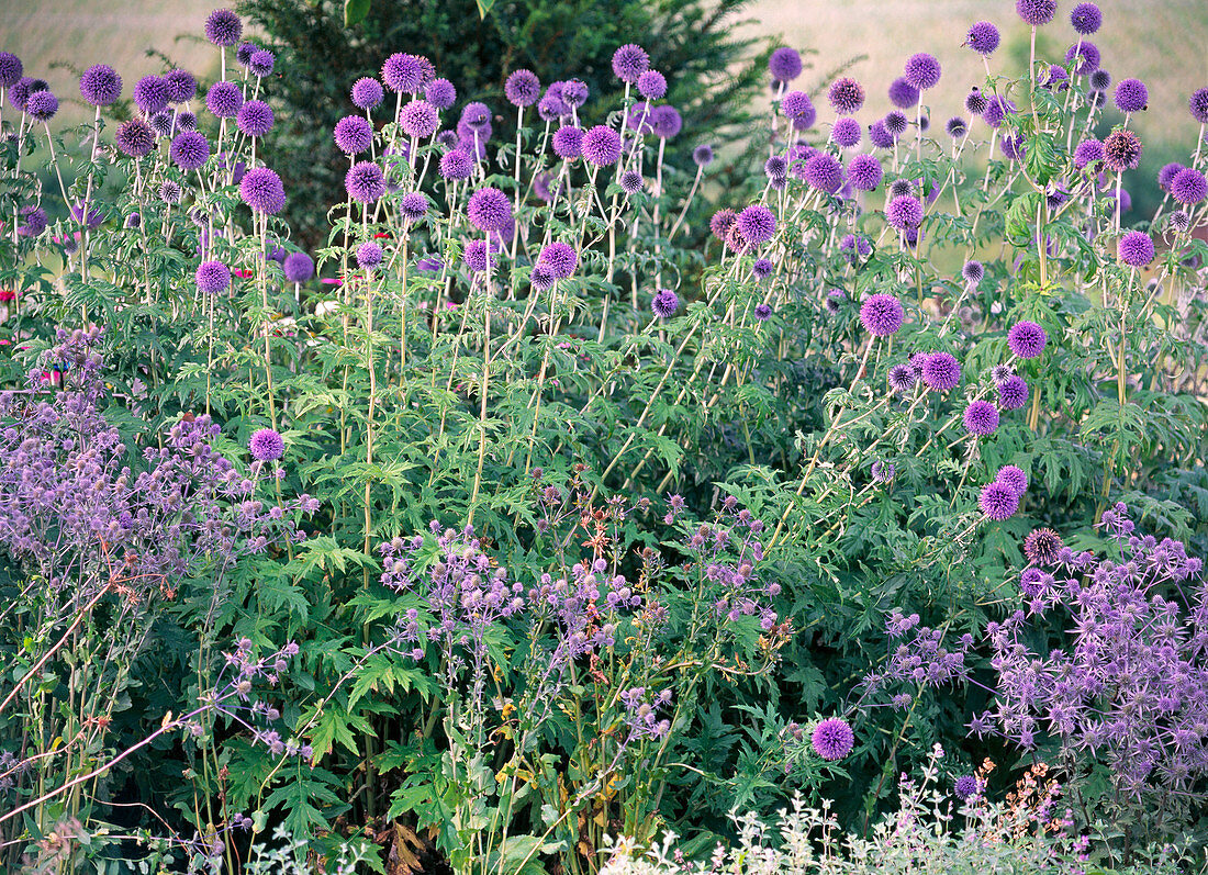 Blaues Beet mit Eryngium planum (Edeldistel)