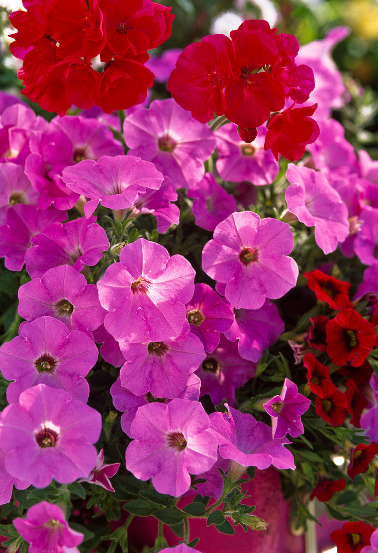 Petunia Supertunia 'Lavender Pink' (Petunia)