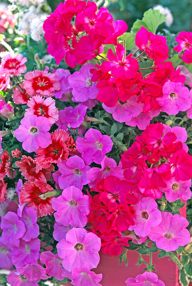 Petunia Supertunia 'Lavender Pink' (Petunia)