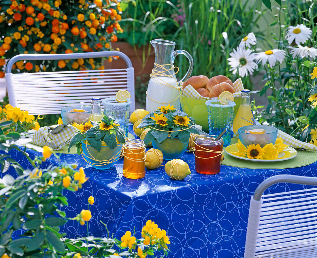 Breakfast table: Helianthus annuus (mini sunflower)