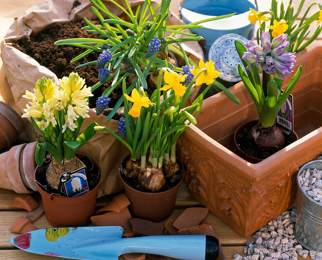 Ingredient style 'Planting a box with bulbs': Hyacinthus (Hyacinth)