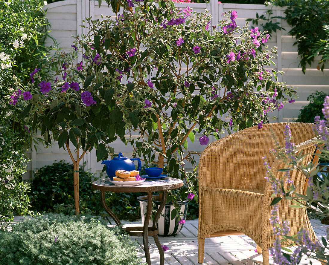 Tibouchina urvilleana