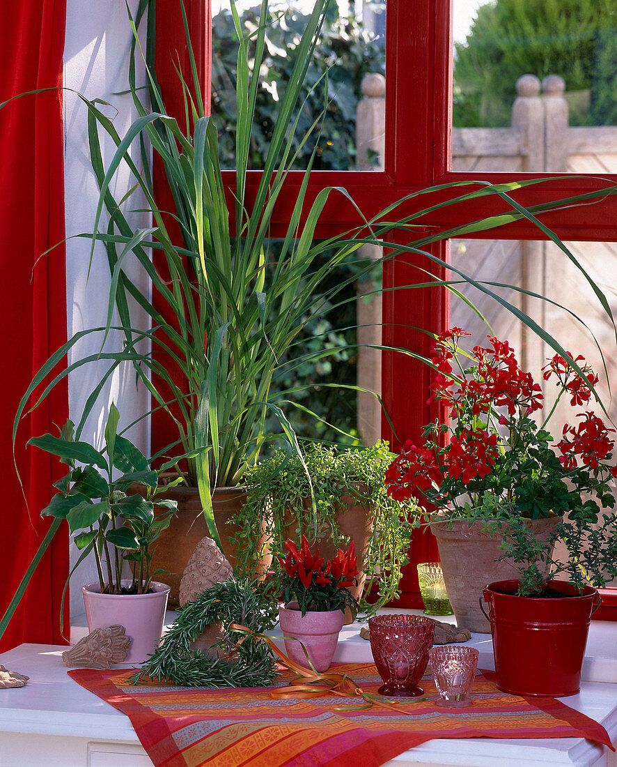 Fensterbank mit Kräutern