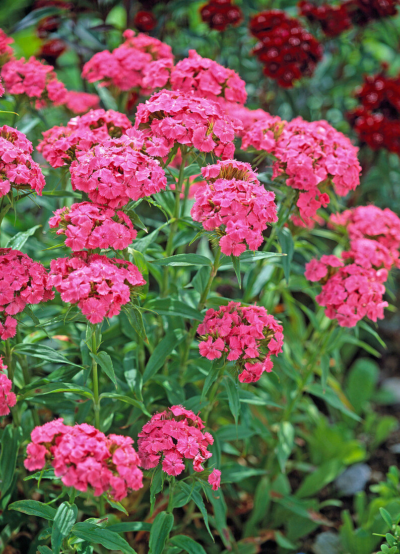 Dianthus barbatus (dark pink bearded carnation)