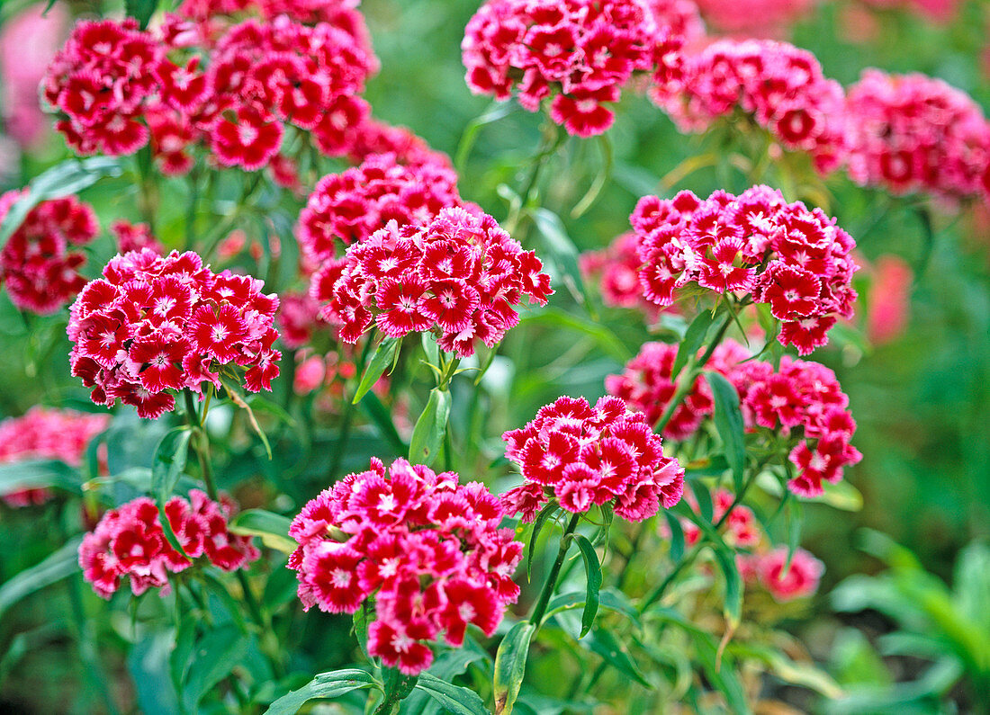 Dianthus barbatus (Bartnelke rot mit weißem Auge und Rand)