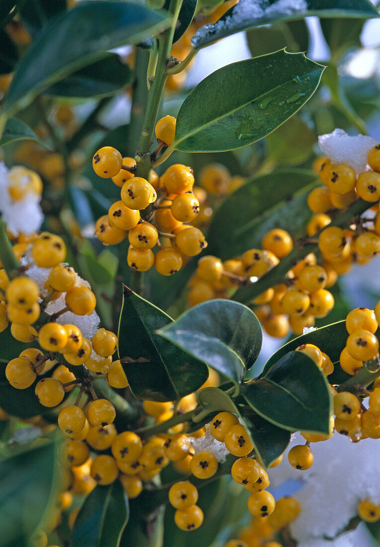 Ilex 'Bacciflava' (holly)