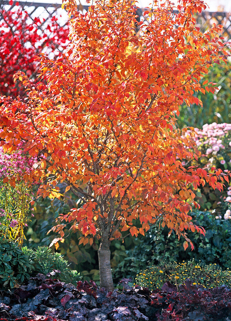 Prunus incisa ' Kojou-no-mai ' (Japananische Zierkirsche)