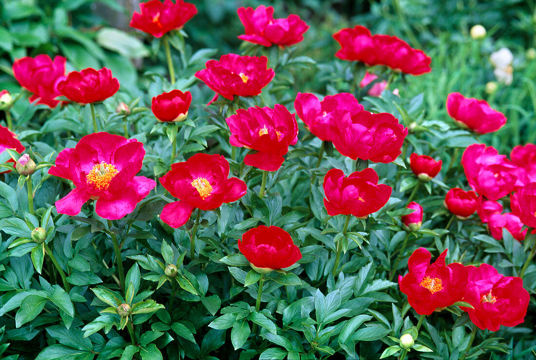 Paeonia 'Ruby Bowl' (Red, unfilled peony)