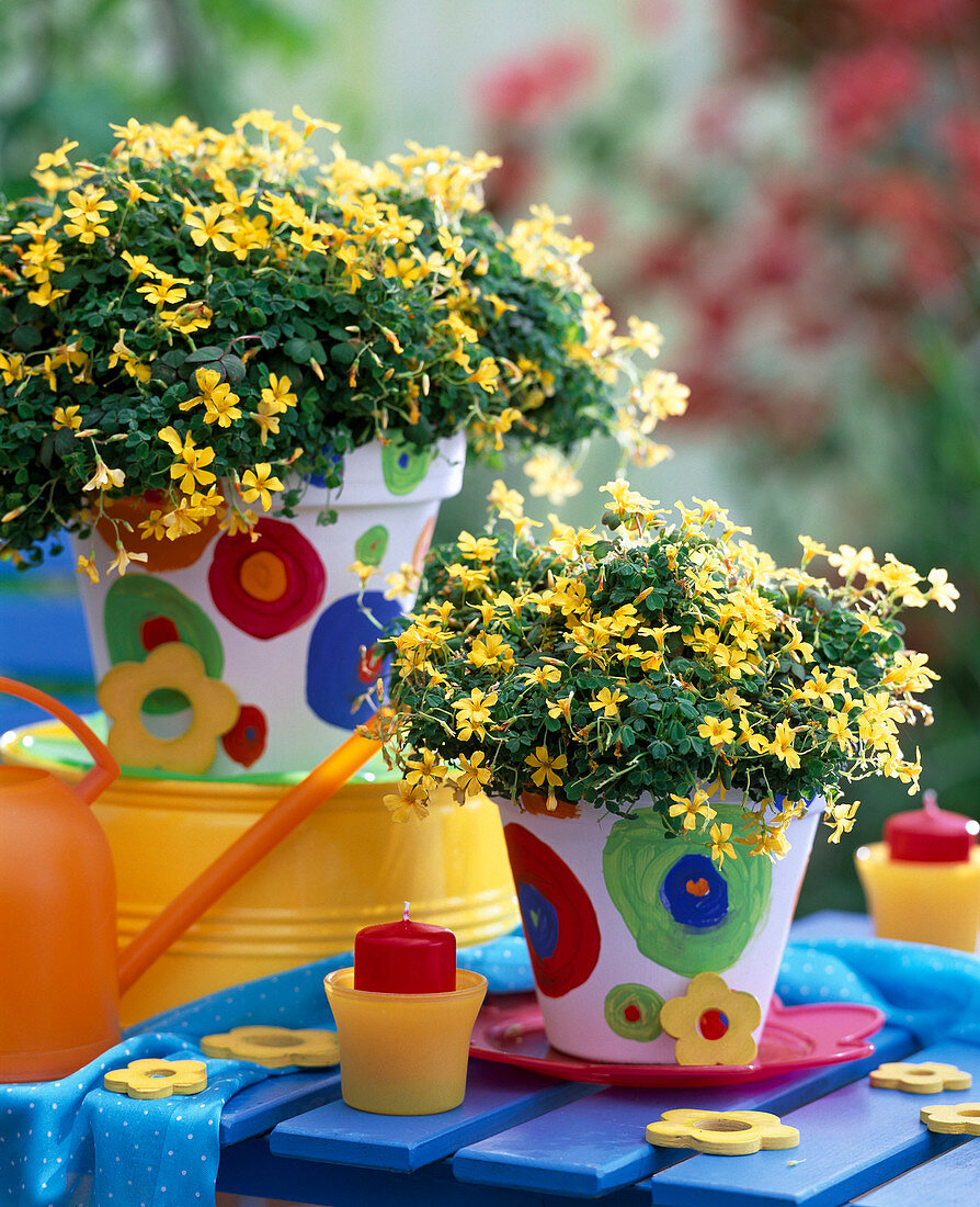 Oxalis articulata (yellow-flowering clover)