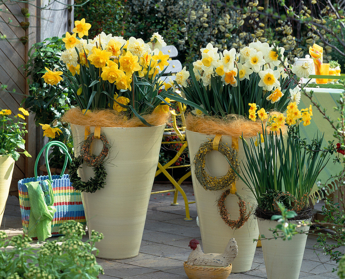 Cremegelbe Töpfe mit Narzissen von links Narcissus 'Dick Wilden' (gelb gefüllt)