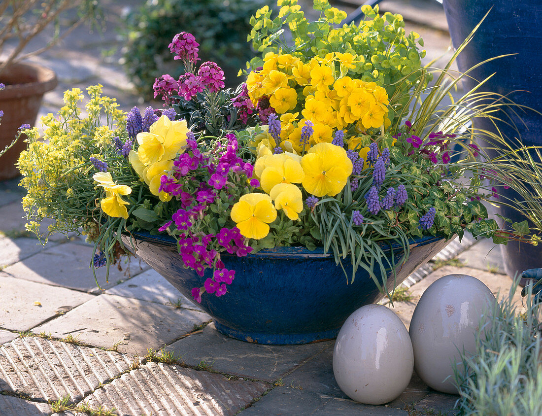 Blue bowl with Primula Primrose, Viola (Pansy), Arabis (Daisy)