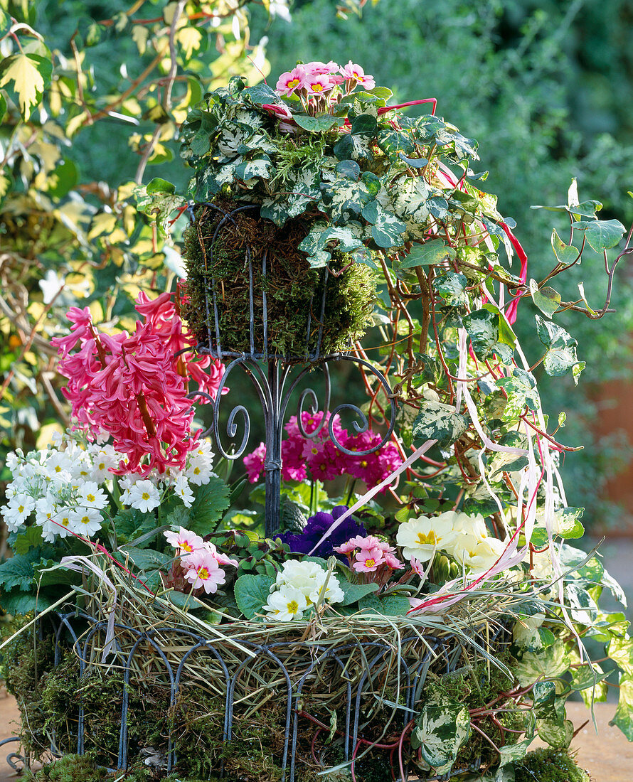 Wire-work tray lined with moss, Primula (cushion primrose), Hyacinthus