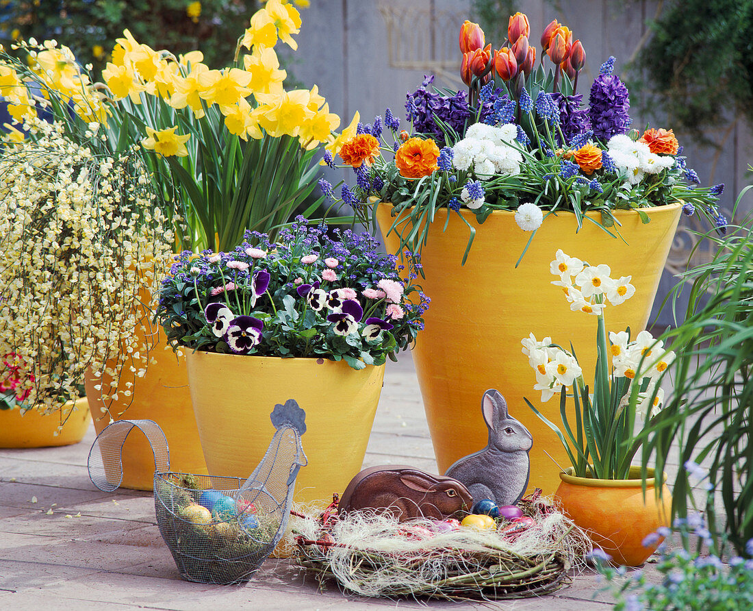 Yellow pots with Narcissus 'Golden Harvest', Myosotis (forget-me-not), Bellis