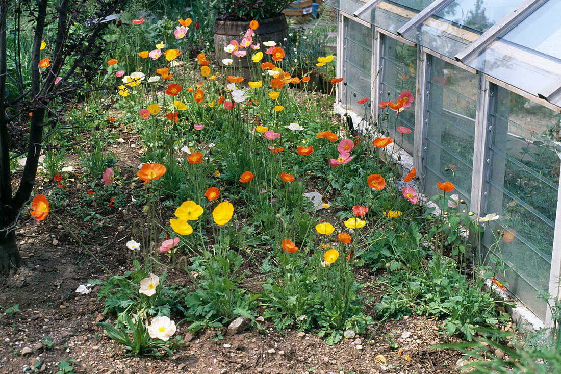 Bed with Papaver nudicaule (Iceland poppy)