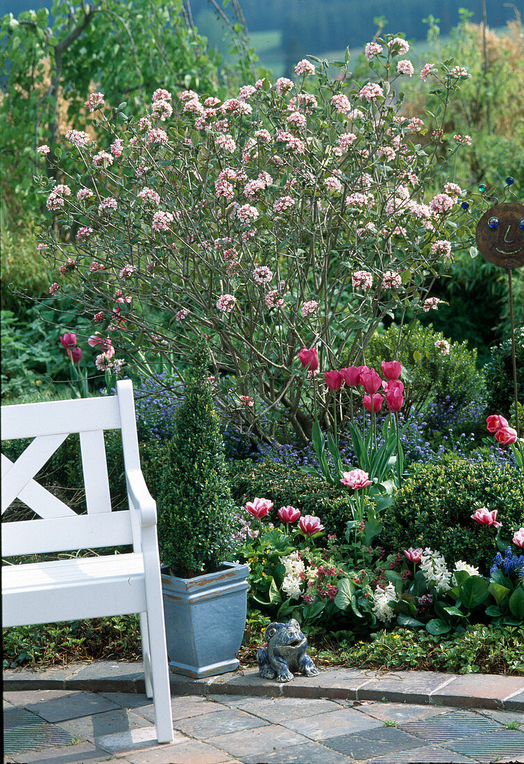 Frühlingsbeet mit Viburnum (Duftschneeball), Tulipa-Hybr., Myosotis (Vergissmeinnicht)