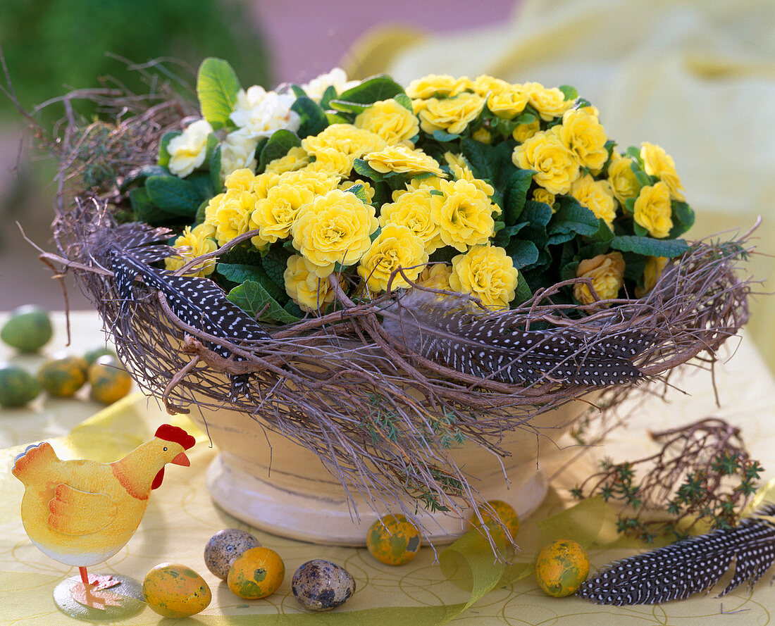 Primula Belarina 'Butter Yellow', 'Dawn Ansell' (double spring primroses)