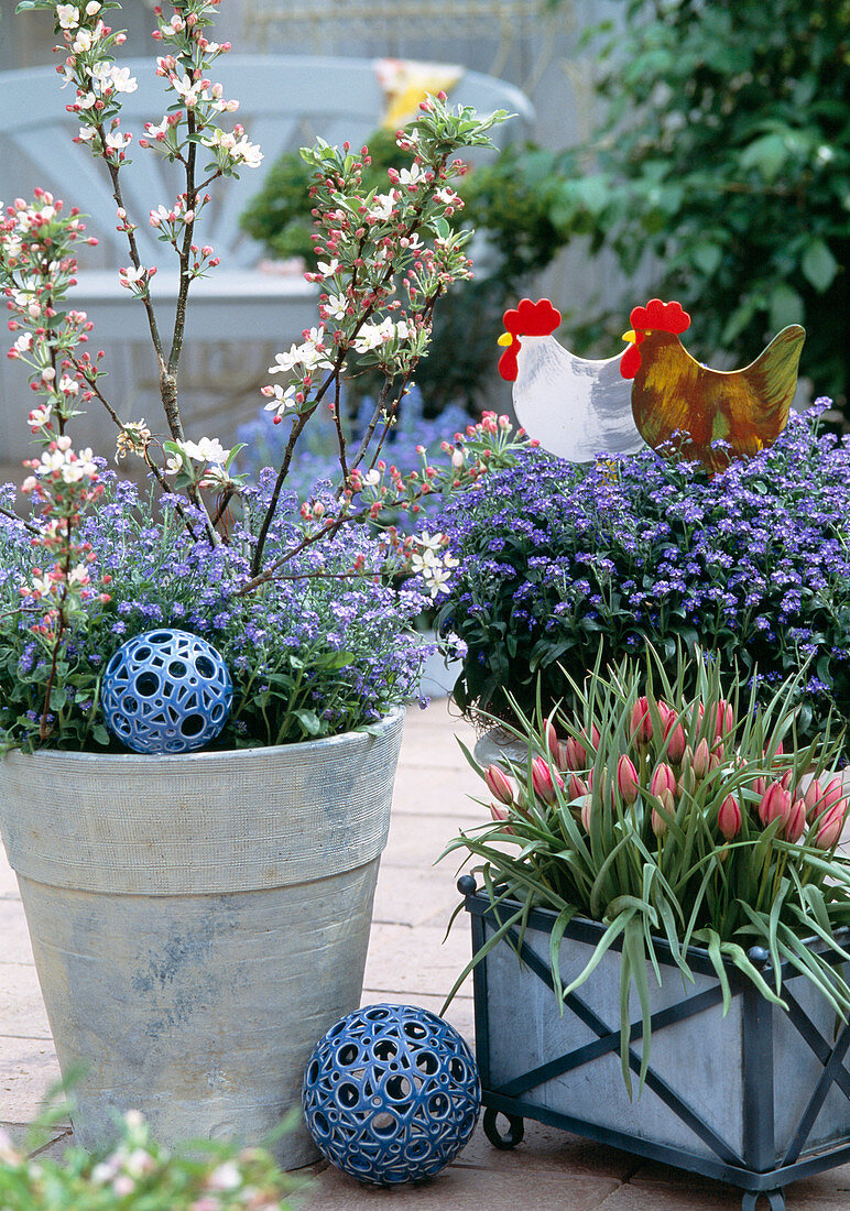 Pot with dwarf apples, Myosotis (forget-me-not), Tulipa pulchella