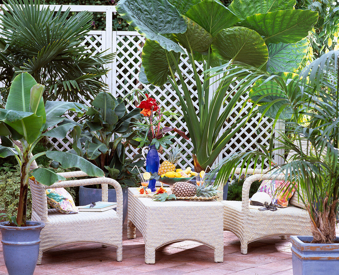 Tropical leaf ornament, Trachycarpus, Musa acuminata, Alocasia