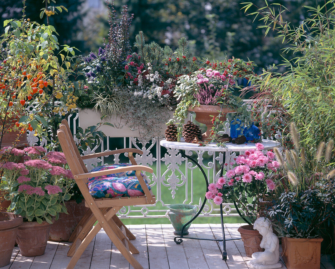 Cotoneaster, Chrysantheme, Sedum spectabile, Calluna, Sinarundinaria, Calluna