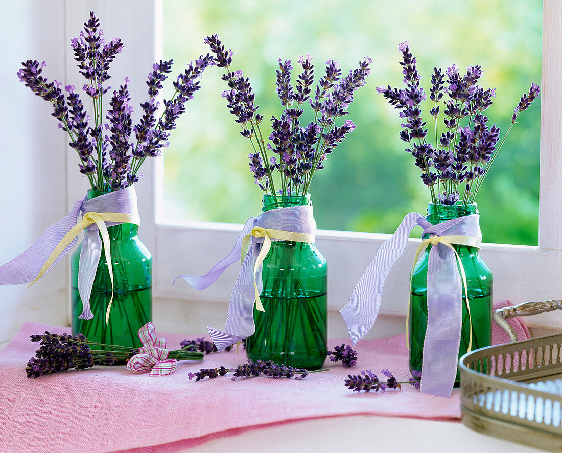 Lavandula (Lavendel)