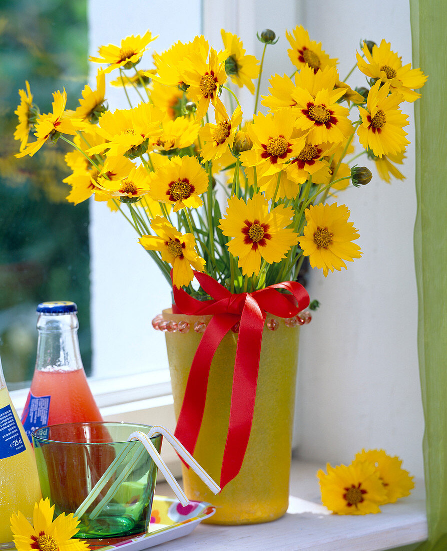 Coreopsis 'Sterntaler' (Girl's Eye)