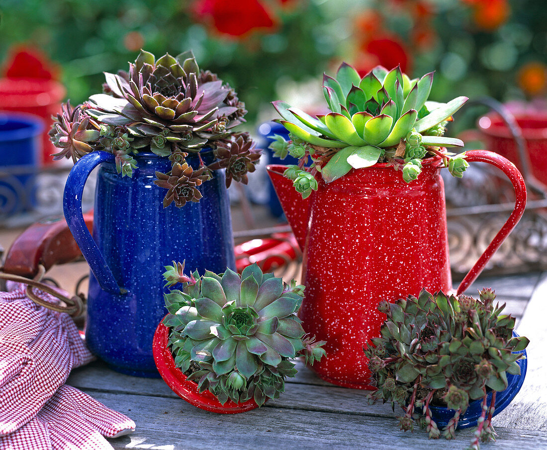 Sempervivum (Hauswurz)