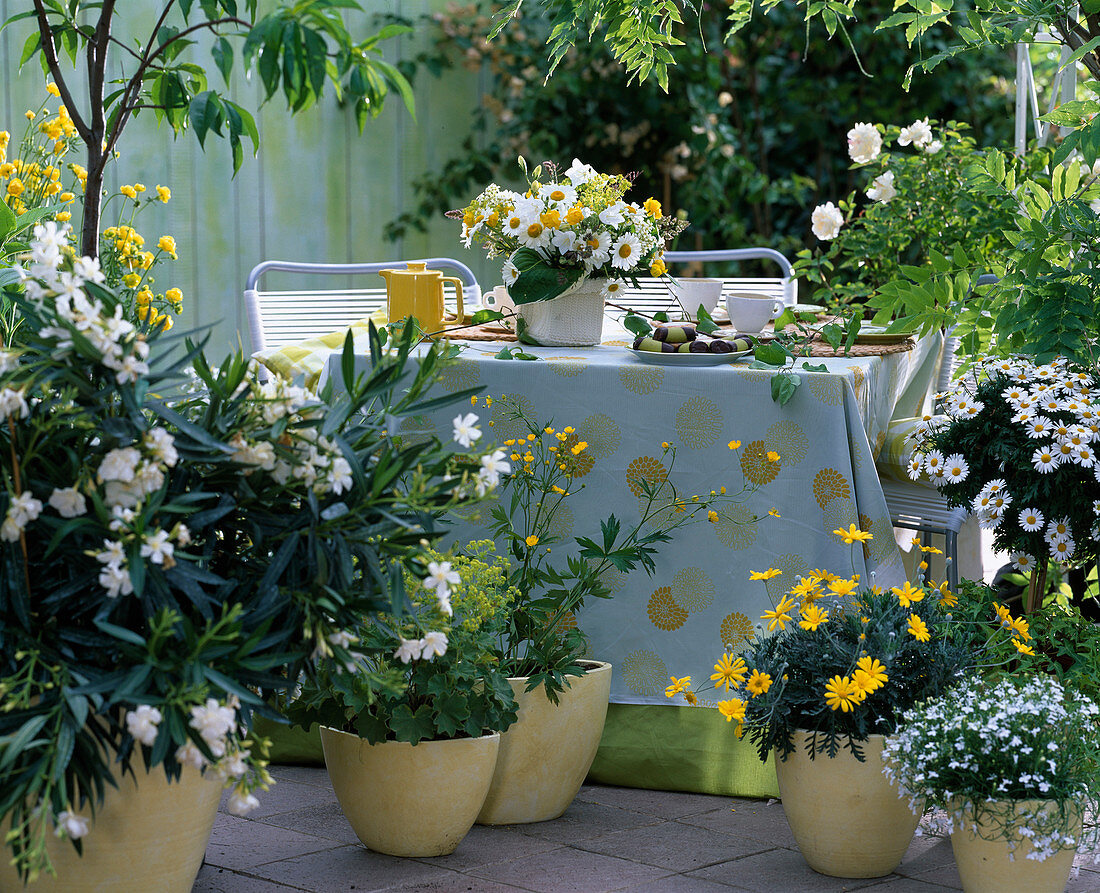 Nerium (weißer Oleander), Alchemilla (Frauenmantel)