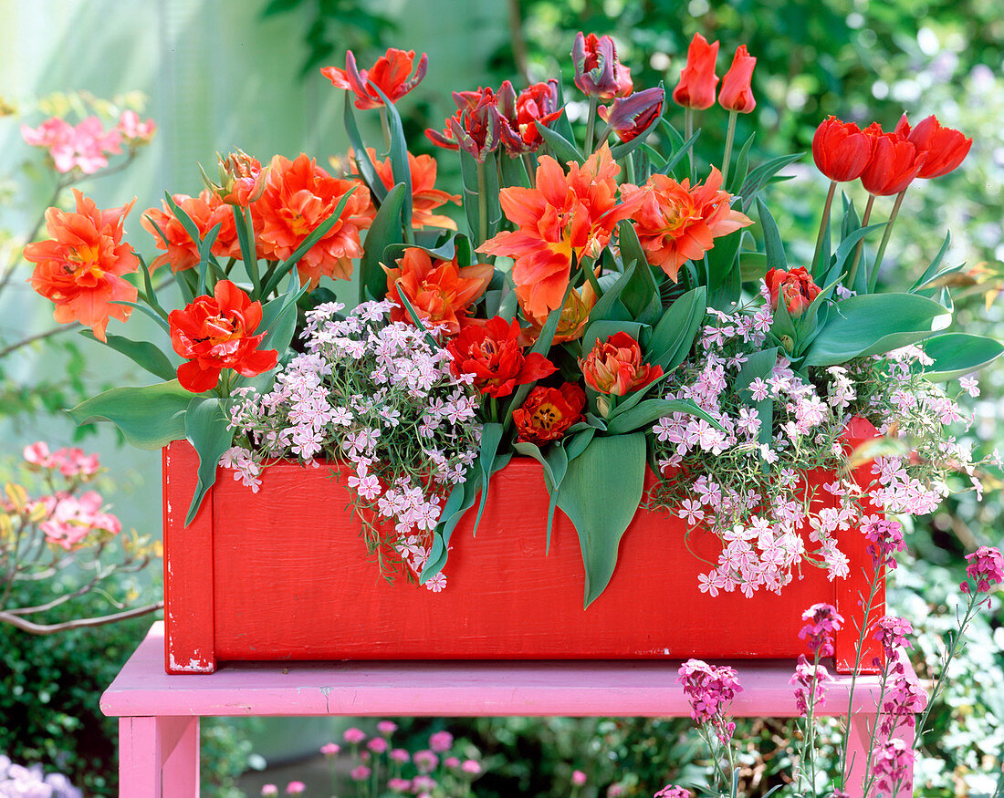 Tulipa (Tulip), Phlox 'Candy Stripes' (moss phlox)