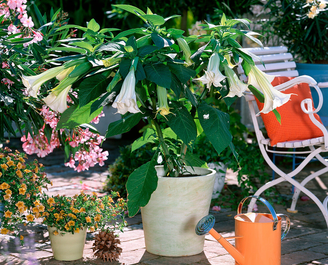 Brugmansia (Angel's trumpet, Datura)