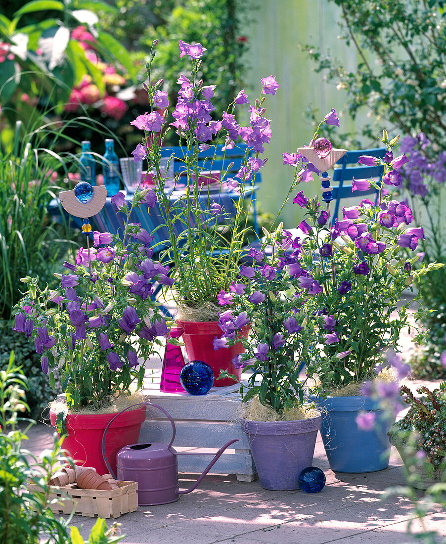 Campanula medium (Lady's bellflower)