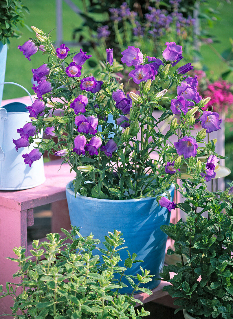 Campanula medium (Lady's bellflower)