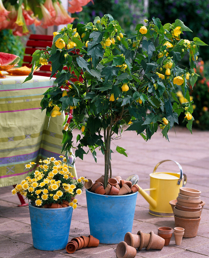 Abutilon (Mallow)