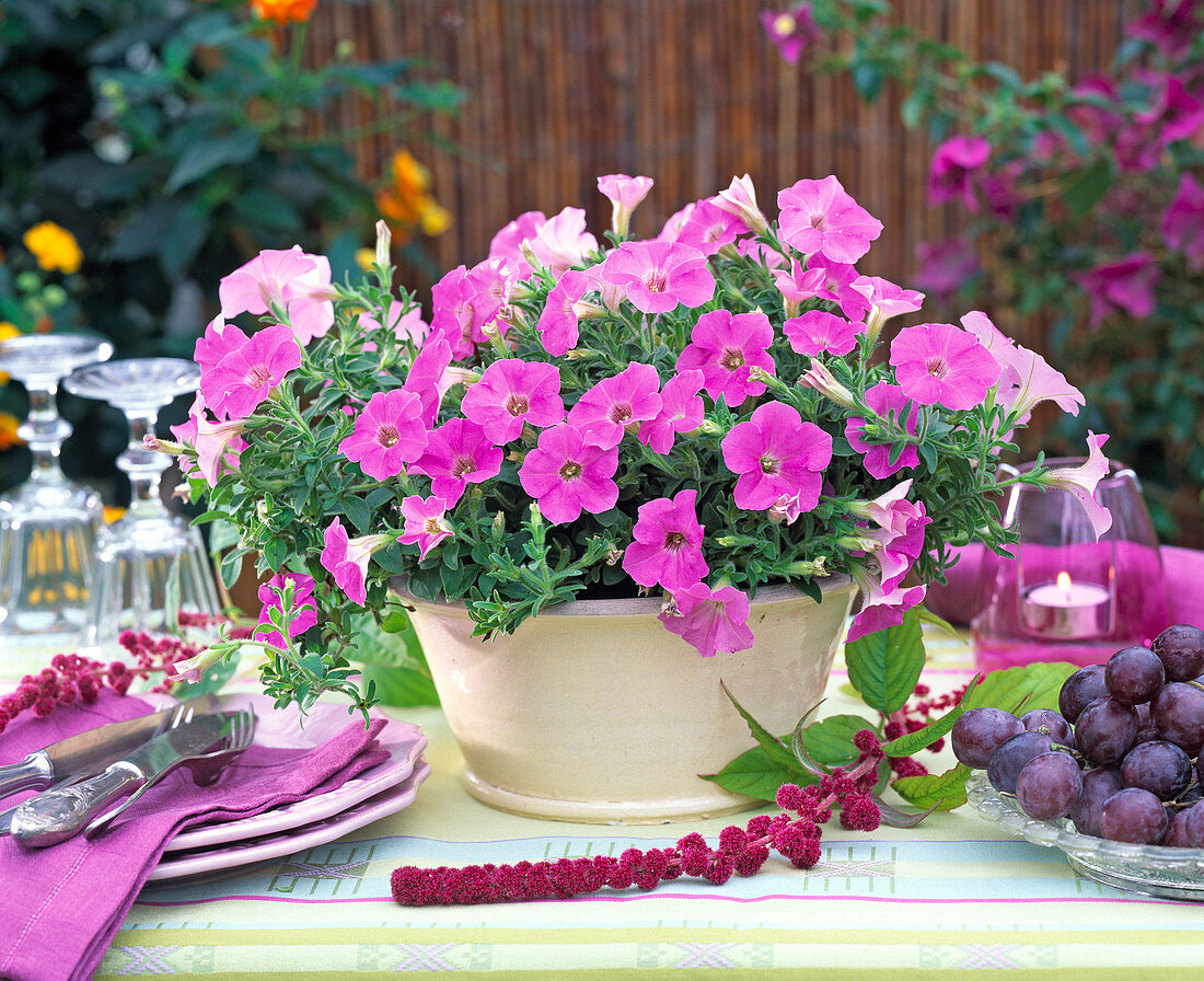 Petunia Supertunia ' Lavender Pink ' (Petunie)