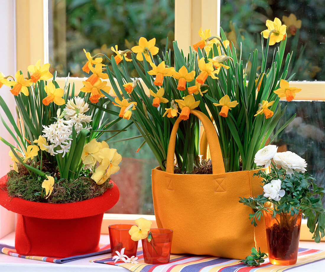 Narcissus 'Jetfire' (Daffodils, Hyacinthus, Hyacinth white)