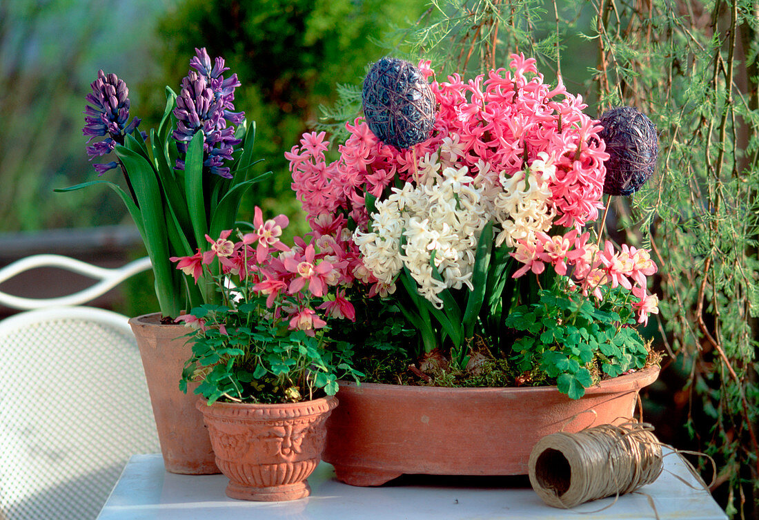 Hyacinthus ORIENTALIS, BELLIS PERENNIS,