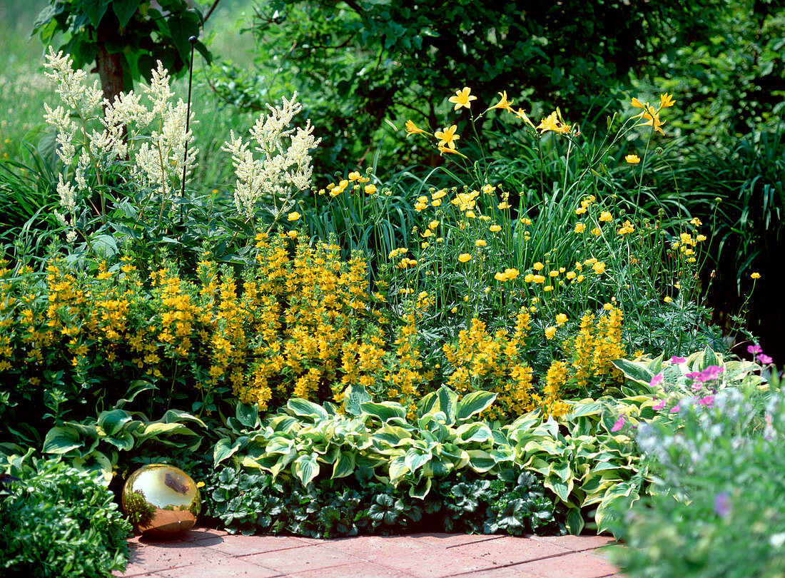 Hosta-Hybr. (Funkie), Lysmachia punctata (Goldfelberich)