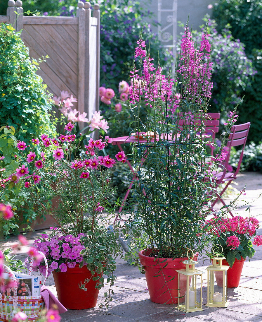 Physostegia (Gelenkblume), Cosmos 'Versailles Tetra' (Schmuckkörbchen)