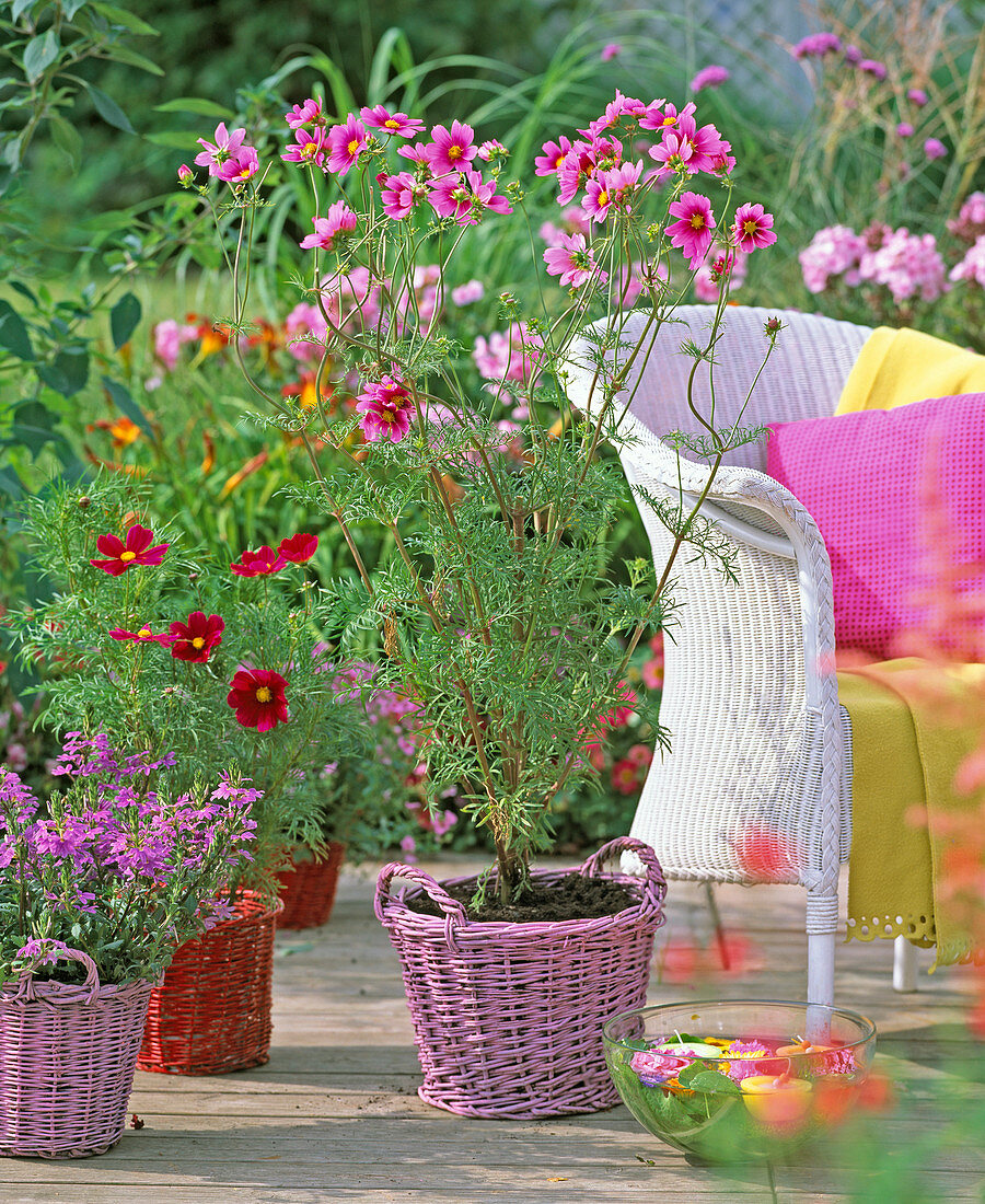 Cosmos 'Versailles Tetra', 'sonata' (daisies)