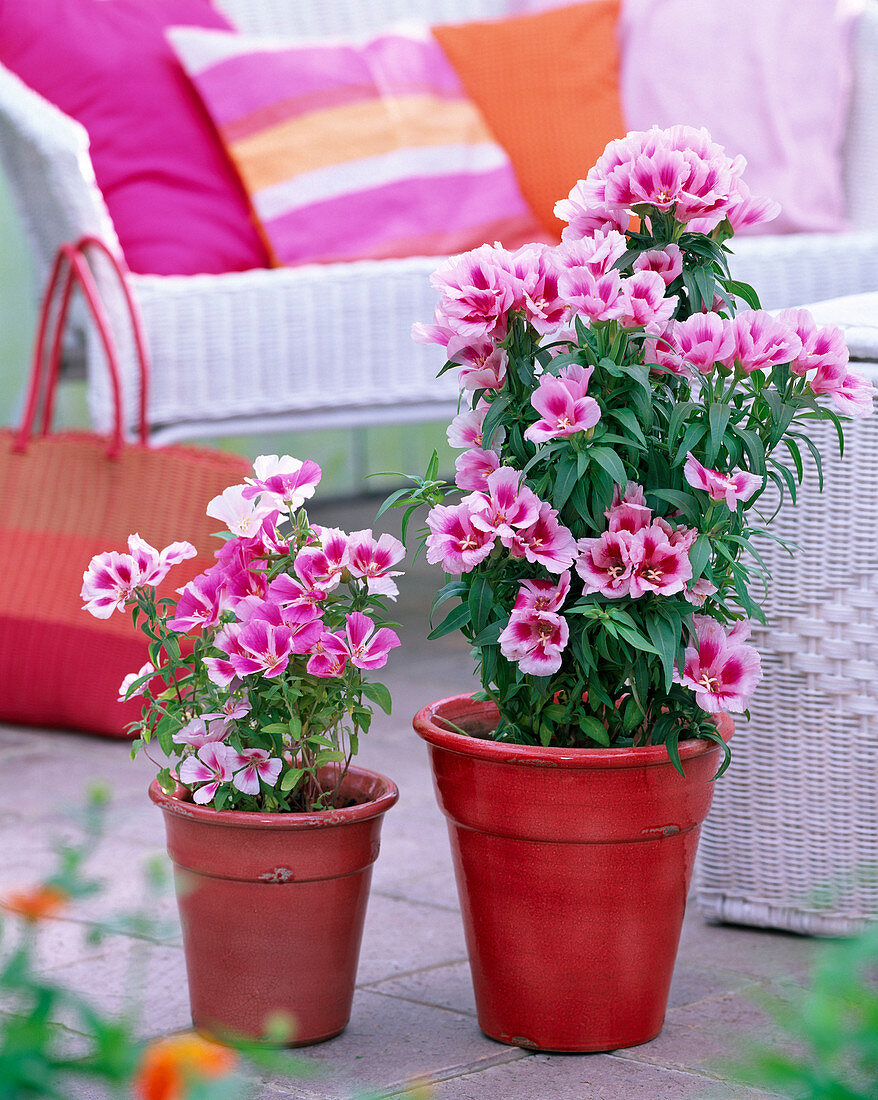 Godetia (Summer azalea, Atlas flower)