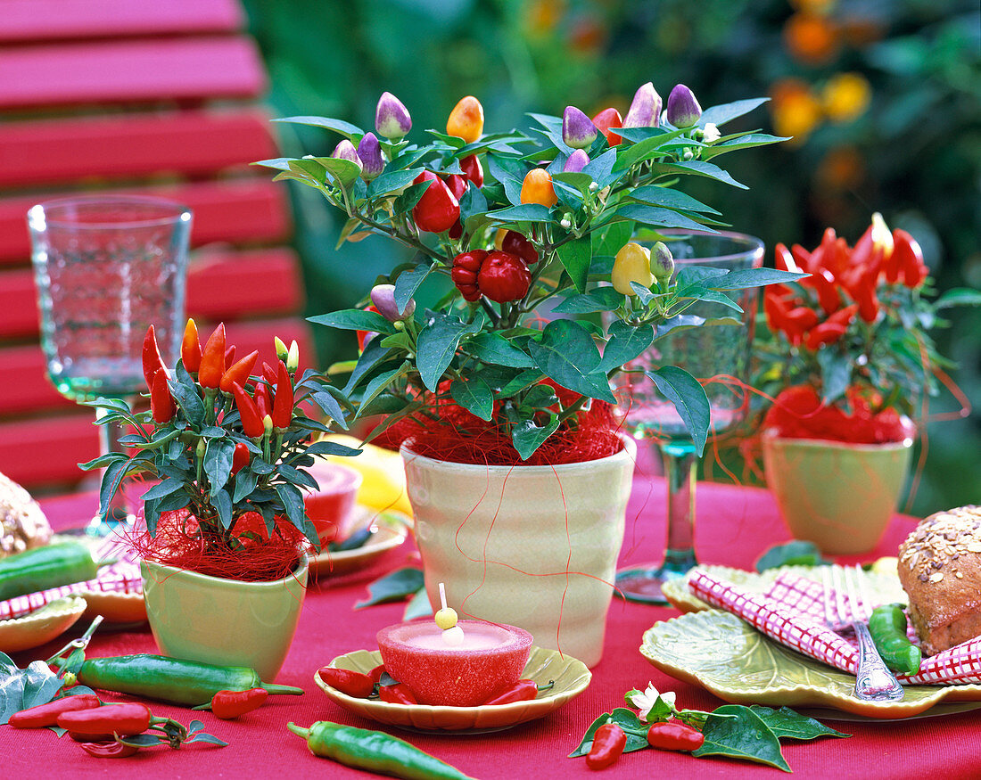 Capsicum annuum 'Rainbow' & 'Medusa' (ornamental peppers)