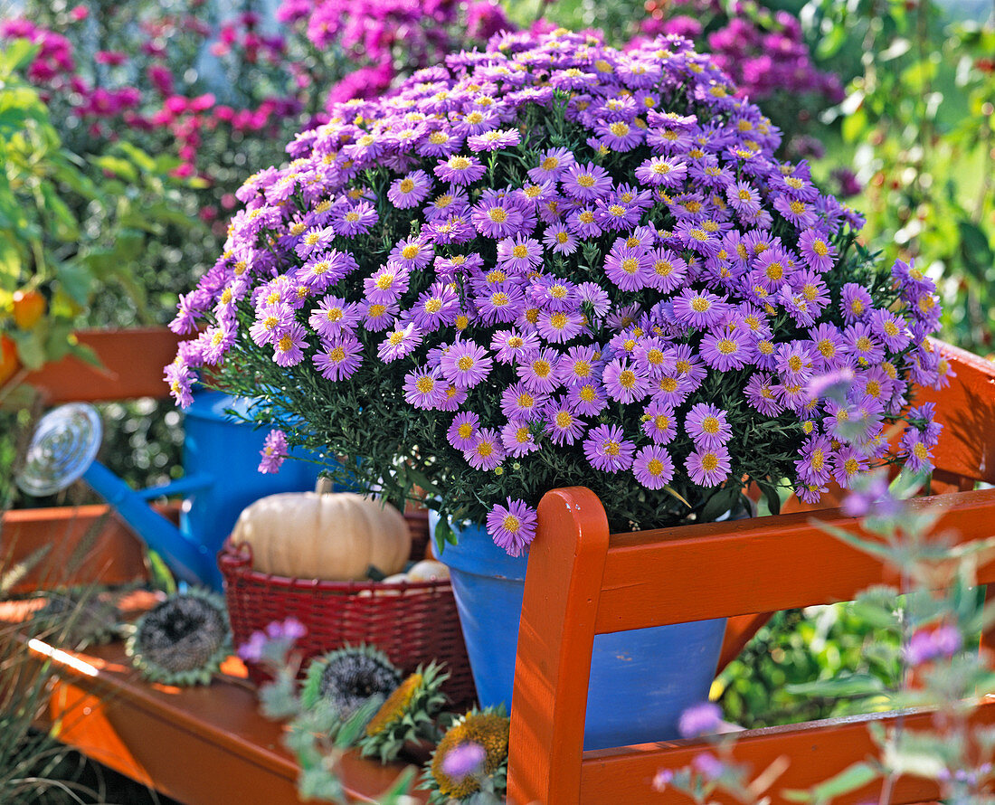 Aster 'Sapphire' (Cushionaster)