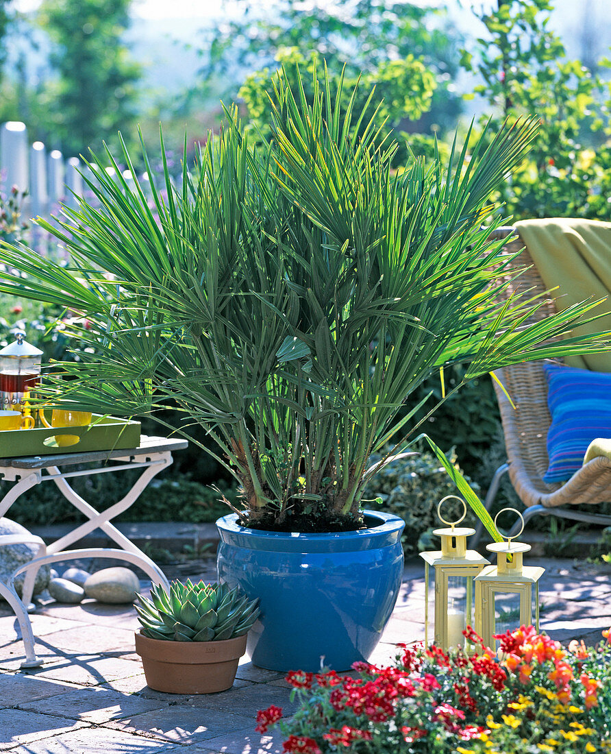 Chamaerops humilis (Zwergpalme)