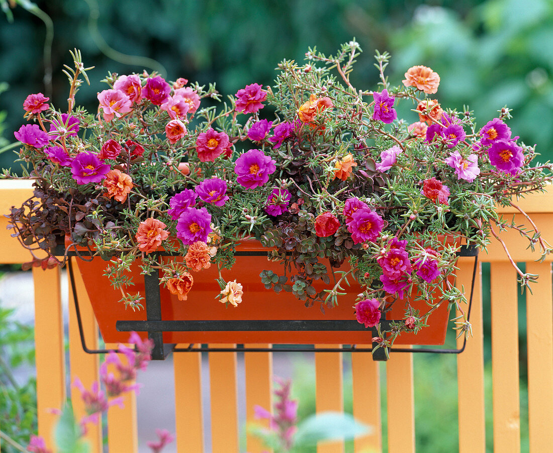 Portulaca 'Margarita' (Purslane)