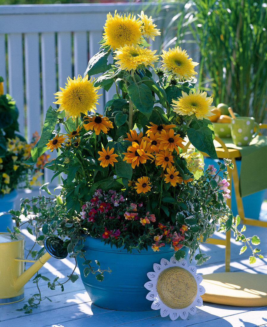 Helianthus Starburst ' Lemon Aura ' (pollenfreie Sonnenblume)