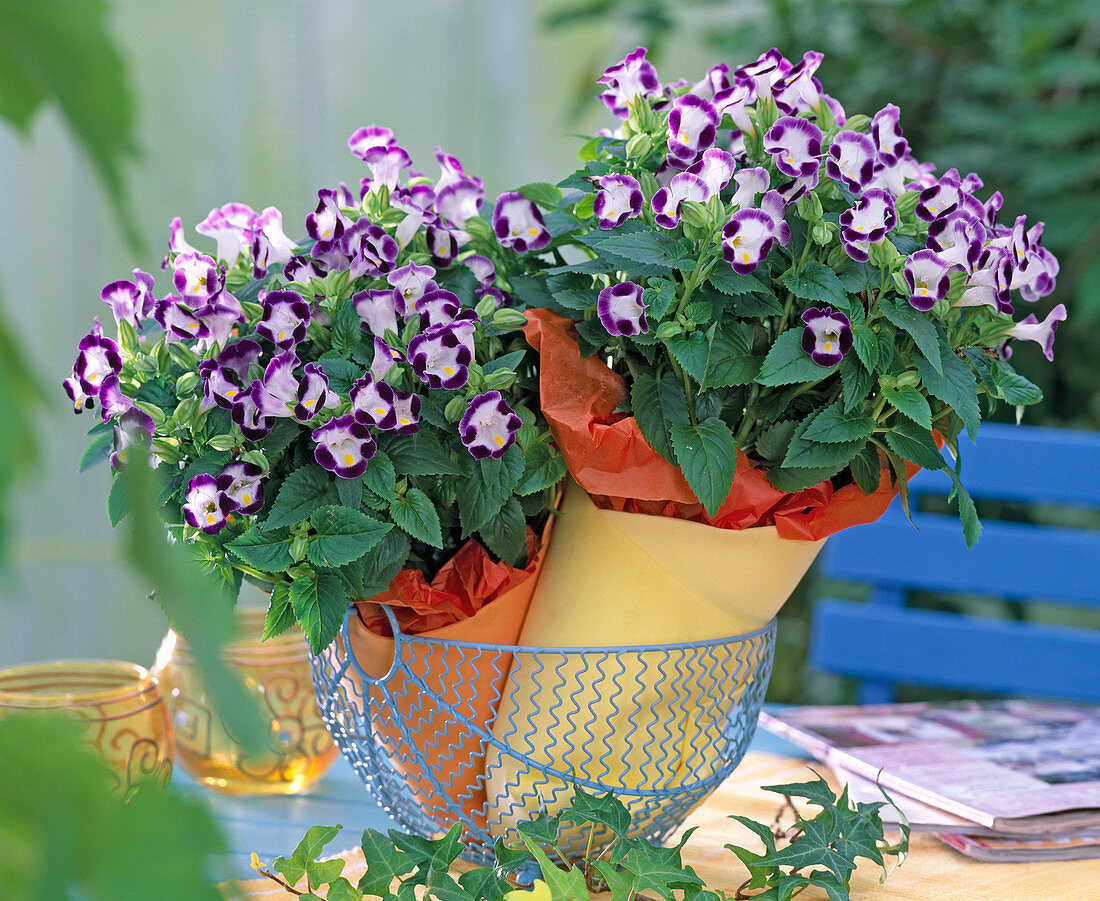 Torenia Clown 'Blue & White' (Schnappmäulchen)