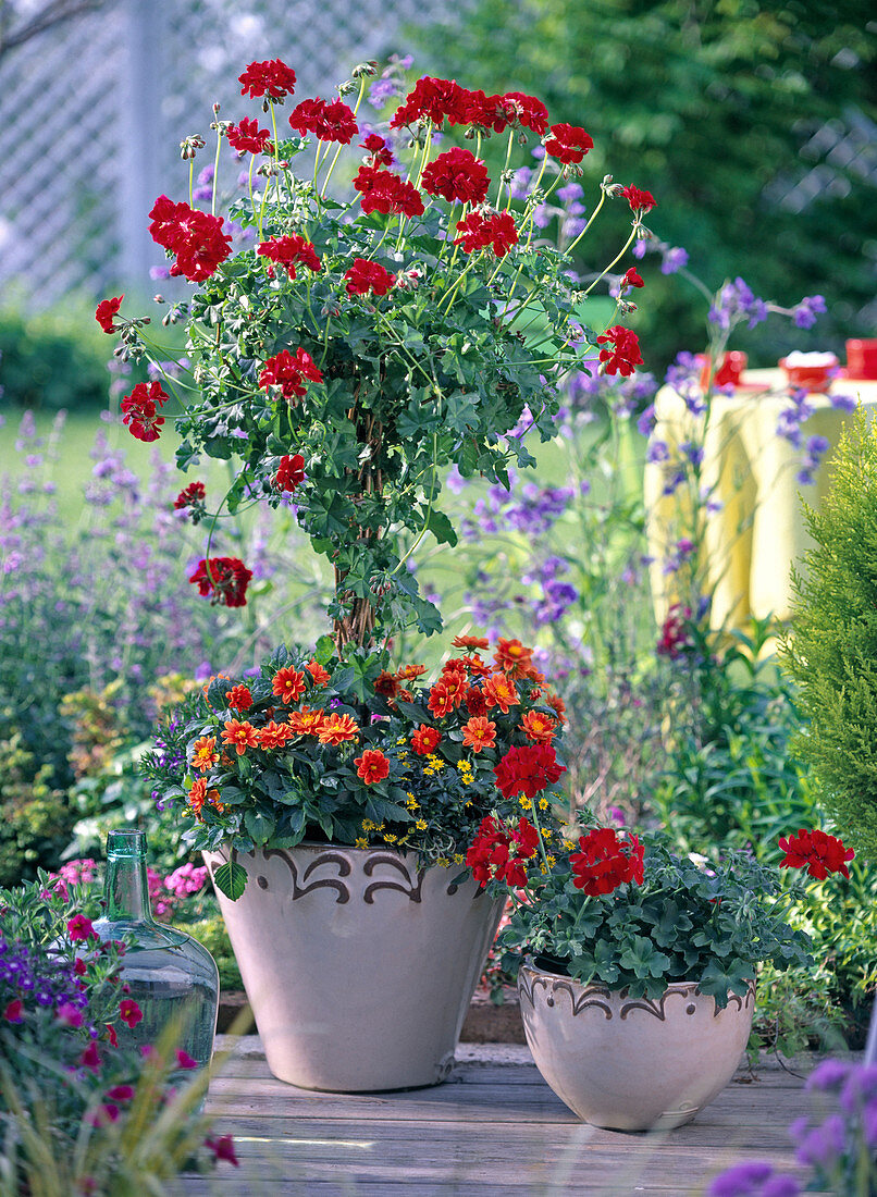 Pelargonium 'Schone von Grenchen', 'Barock' (geranium)