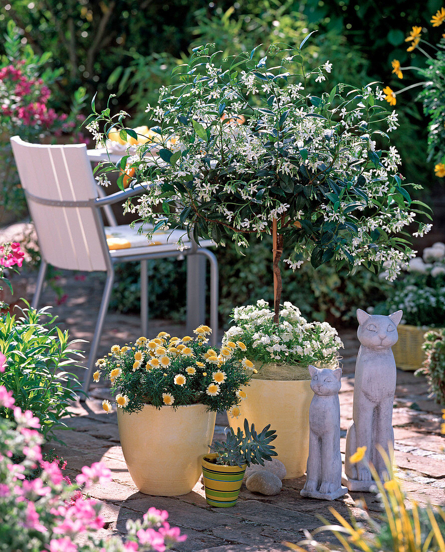 Trachelospermum jasminoides (Star Jasmine)